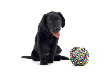 black labrador pup isolated on white