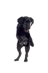 black labrador pup isolated on white