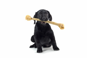 black labrador pup isolated on white