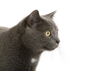 headshot of a Grey British Short-haired cat