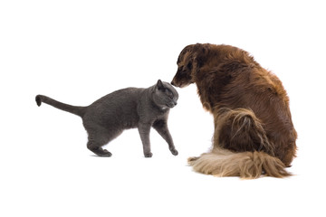 Grey British Short-haired cat and a brown dog