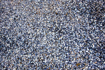 A shell background texture with millions of shells