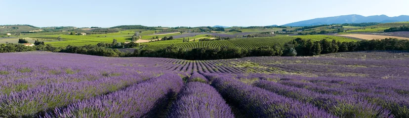 Poster panoramisch uitzicht op lavendelveld in de Provence © Marc LOBJOY