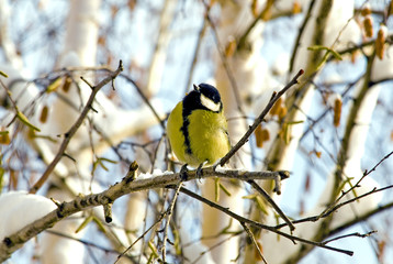 Little bird - titmouse