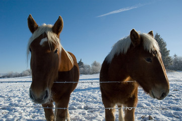 Rencontre avec des chevaux - Race Francomptoise
