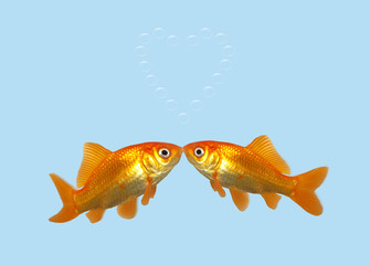 Gold fish kissing creating a heart of bubbles.