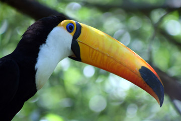 Fototapeta premium TUCANO2