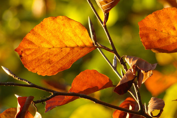 Obraz premium feuille de hètre,automne,st gobain,aisne,picardie