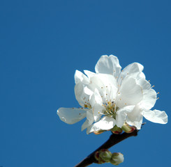 flor blanca en fondo azul