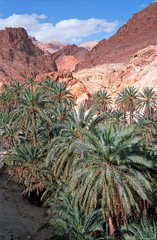 Fototapeta na wymiar Gaj palmowy w Tunezji górach - Tunezja - Afryka