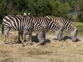 Fototapeta na wymiar 3 zebras
