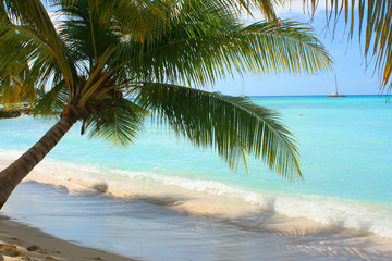 palm tree shading the shore on the Caribbean beach 