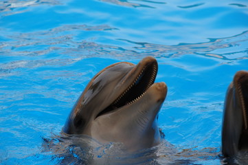 Obraz premium Delphin