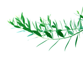 Naklejka premium rameau d'olivier de Provence