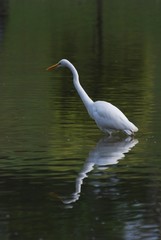 Fototapeta premium little egret looking for fish in the pond