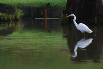 little egret looking for fish in the pond