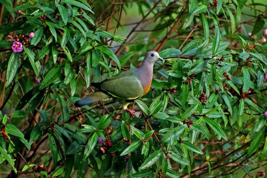 thick-billed pigeon in the bushes