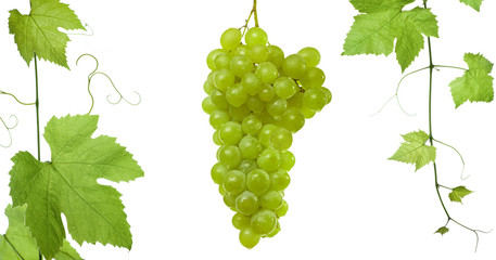 backdrop of grapes and vine-leaves isolated 