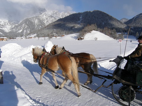 Pferde mit kutsche in winter landschaft