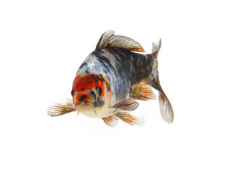 Fototapeta premium isolated koi fish
