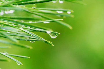 Dew drops on pine needles 
