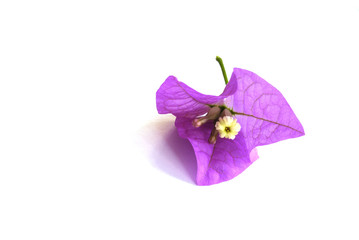 Sinlge bougainvillea flower