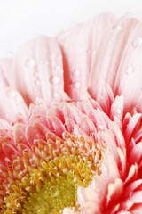 gerber daisy with droplets on petals