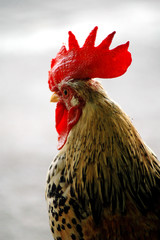 The cock v1.13
