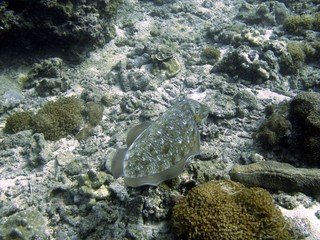 Fototapeta na wymiar Tropische Unterwasserwelt