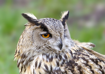 Eagle owl