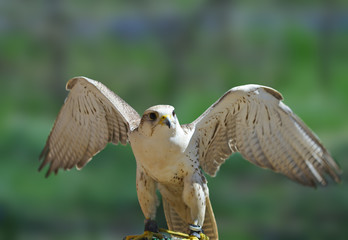 Falcon