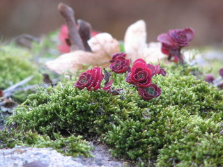 Herbstmoos - Kyffhäusergebirge