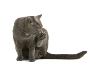 Grey British Short-haired cat