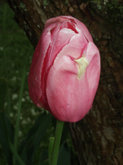 Pink tulip