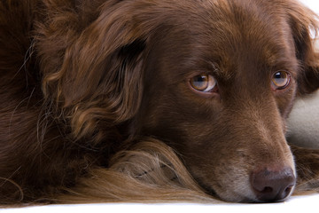 close up of a brown dog looking into the camera