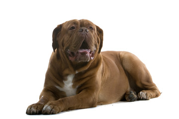 bordeaux dog, french mastiff isolated on white