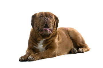 Obraz premium bordeaux dog, french mastiff