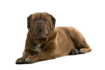 Obraz premium bordeaux dog, french mastiff isolated on white