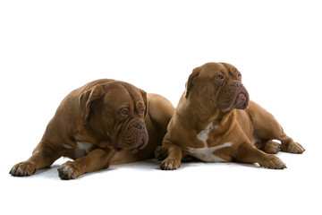 bordeaux dogs, french mastiff