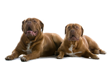 bordeaux dogs, french mastiff