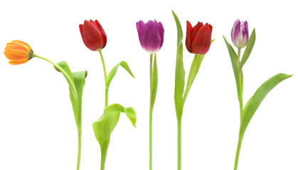 Row of pretty tulips isolated on white