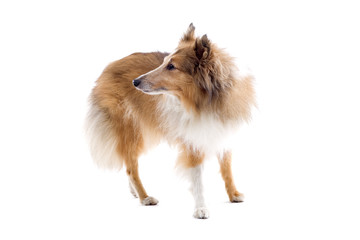 collie dog isolated on white