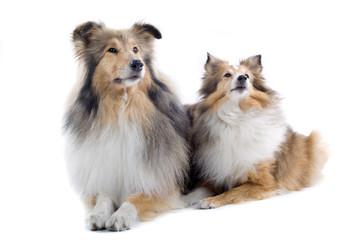 collie dogs isolated on white