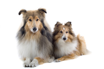collie dogs isolated on white