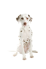 dalmatian dog  isolated on a white background