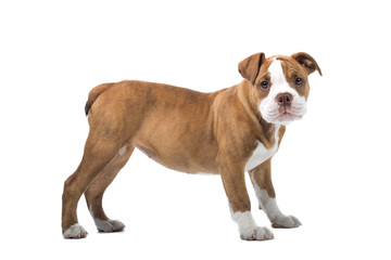 Renaissance Bulldog dog isolated on   white  