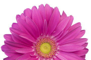 Half violet Daisy gerber detail