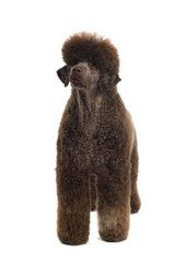 a brown king poodle isolated on a white background