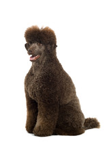 a brown king poodle isolated on a white background