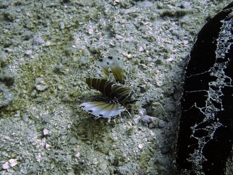 Tropische Unterwasserwelt